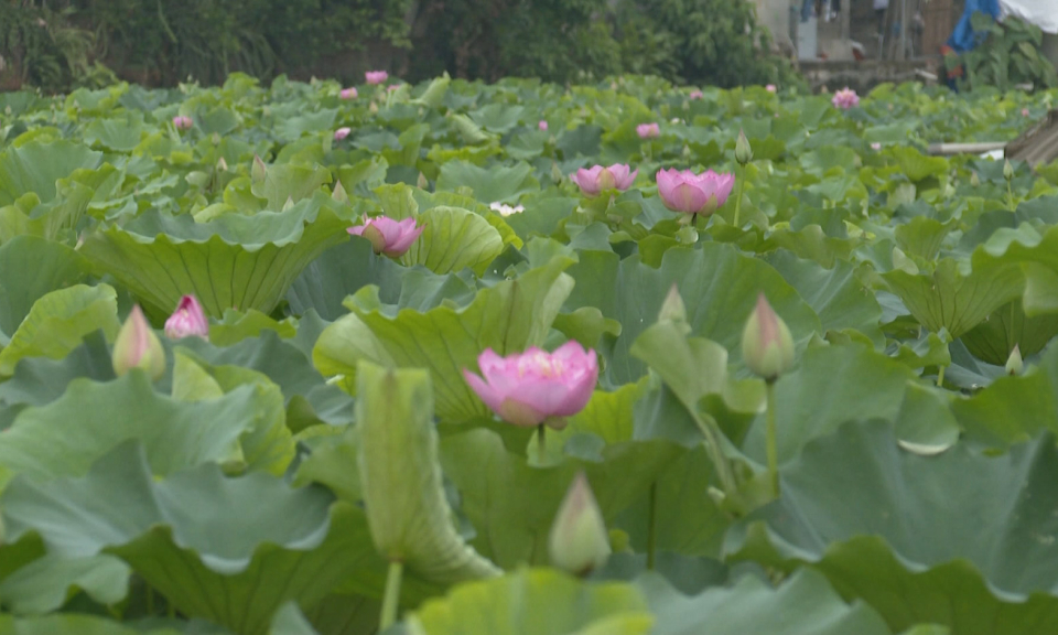 Sắc sen tháng 5 trên quê Bác